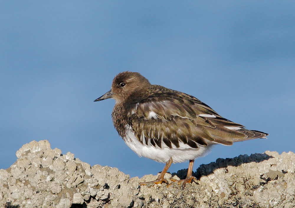 Black Turnstone, 9/25/07, Pillar Point, San Mateo Co