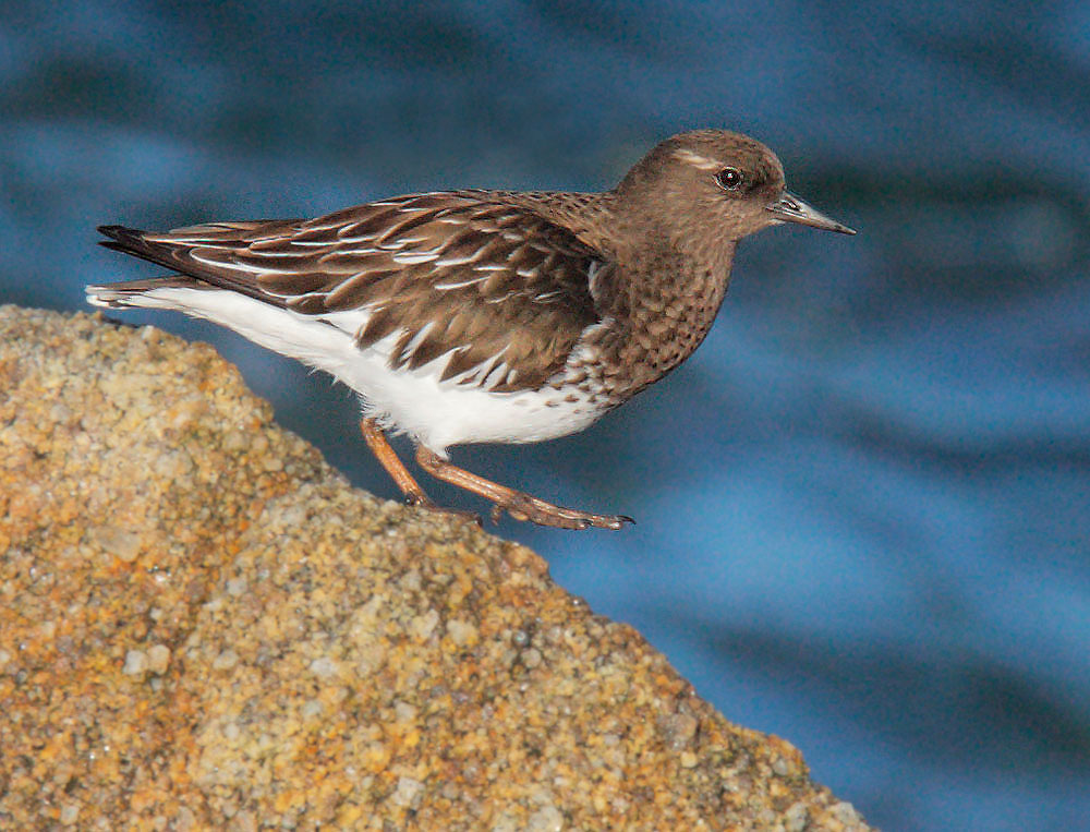Black Turnstone, 1/11/09, Point Pinos, Monterey Co