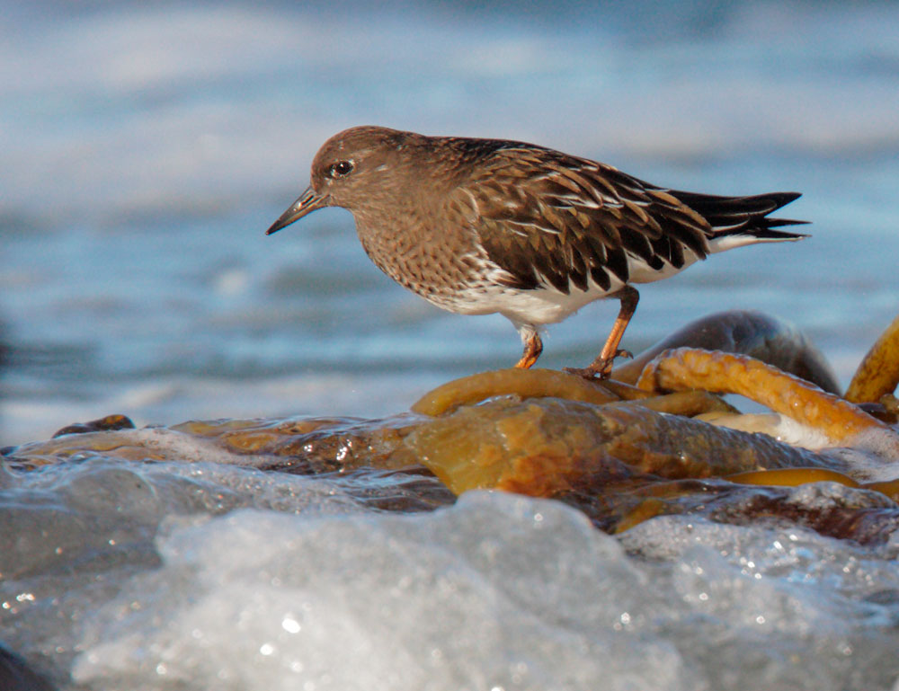 Black Turnstone, 1/11/09, Pt. Pinos, Monterey Co