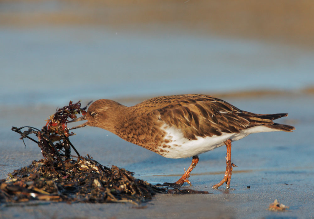 Black Turnstone, 2/2/09, Pillar Point, San Mateo Co