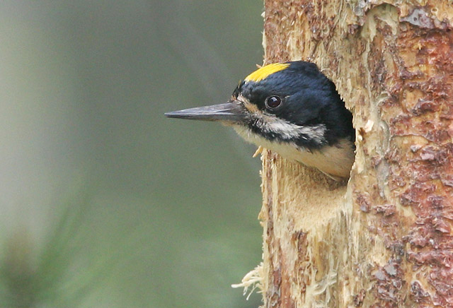 Black-backed Woodpecker, male at nest, 6/16/05, Yuba Pass, Sierra Co