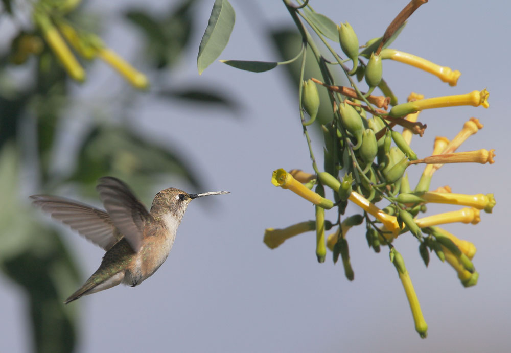 Black-chinned Hummingbird