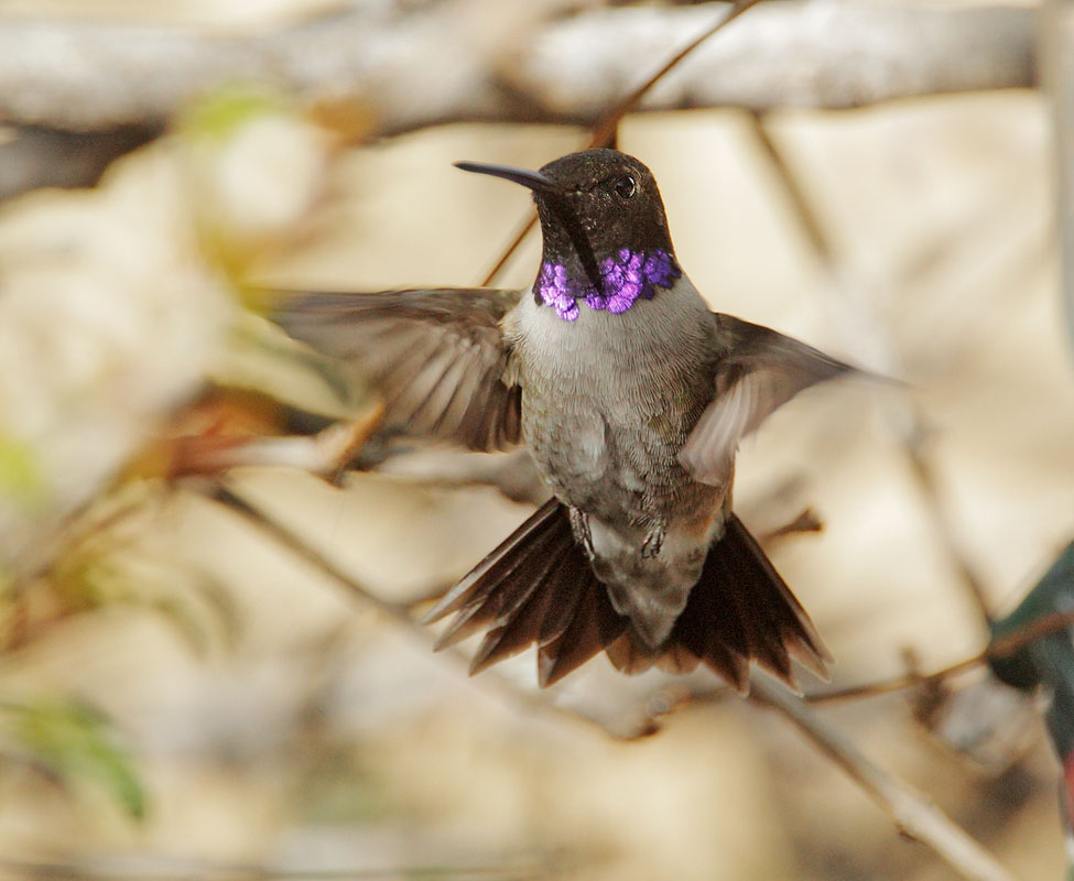 Black-chinned Hummingbird