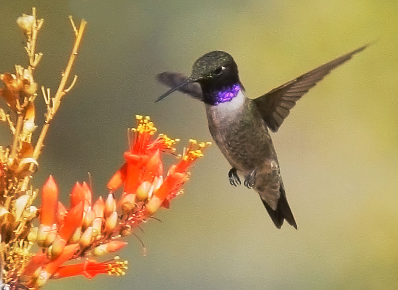 Black-chinned Hummingbird