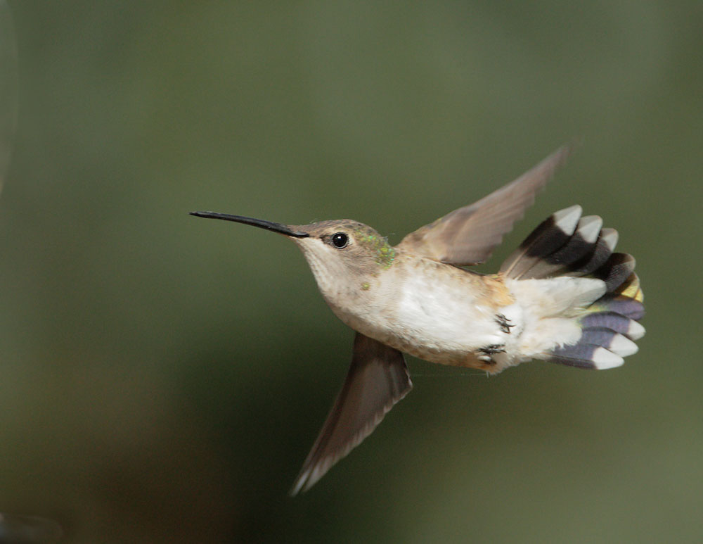 Black-chinned Hummingbird