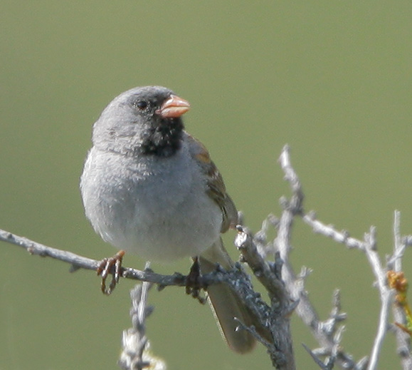 Black-chinned Sparrow, singing male, 5/30/07, Bald Mountain, Sierra Azul OSP