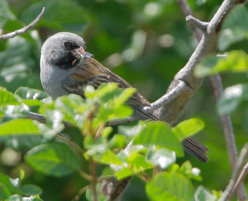 Black-chinned Sparrow, male, 5/30/07, Bald Mountain, Sierra Azul OSP