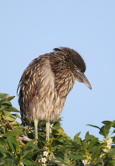 Black-crowned Night-Heron, juvenile, 5/9/06, Palo Alto Baylands