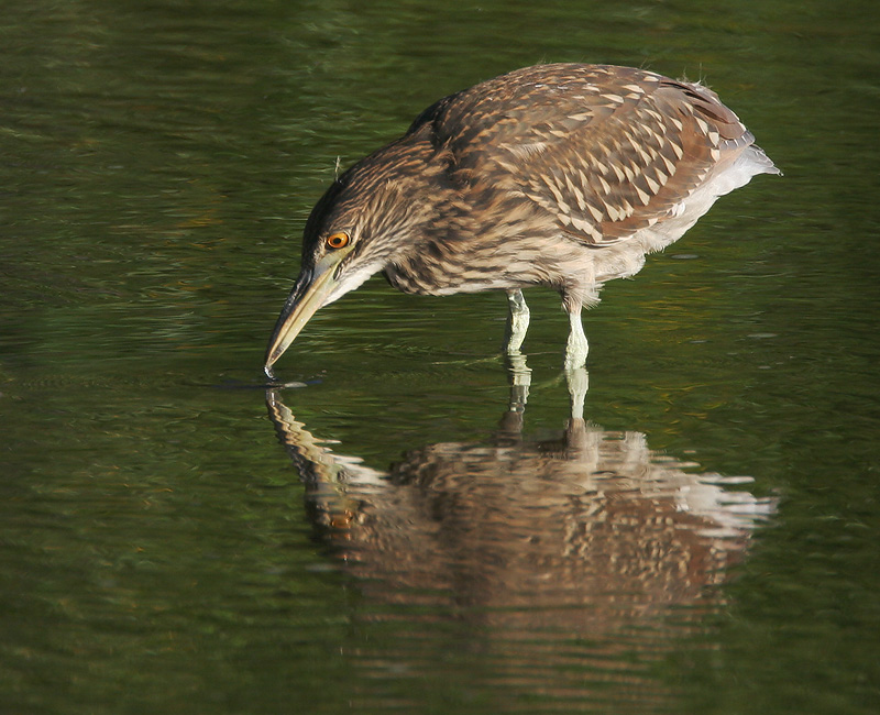 Black-crowned Night-Heron, juvenile, 6/17/06, Almaden Lake, San Jose