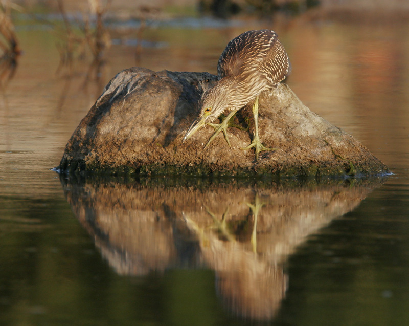 Black-crowned Night-Heron, 7/23/06, Edwards NWR, Alviso