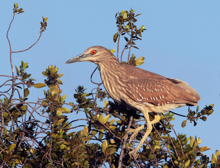 Black-crowned Night-Heron, first winter, 3/13/07, Palo Alto Baylands