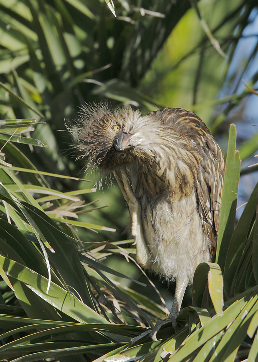Black-crowned Night-Heron, juvenile, 6/7/07, Palo Alto Baylands