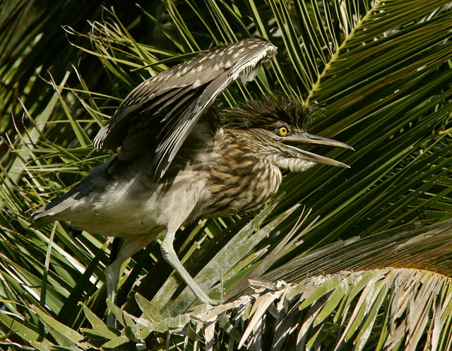 Black-crowned Night-heron, nestling, 5/29/04, Palo Alto Baylands Park