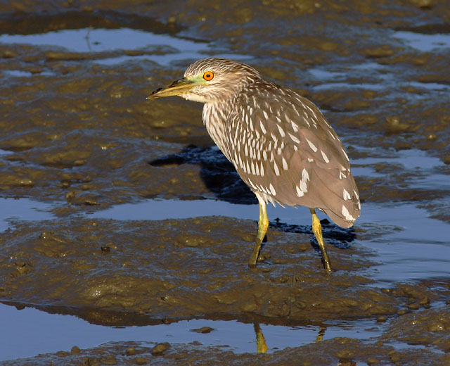 Black-crowned Night-heron, juvenile, 9/12/04, Palo Alto Baylands