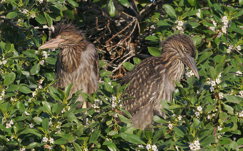 Black-crowned Night-Herons, juveniles, 5/9/06, Palo Alto Baylands