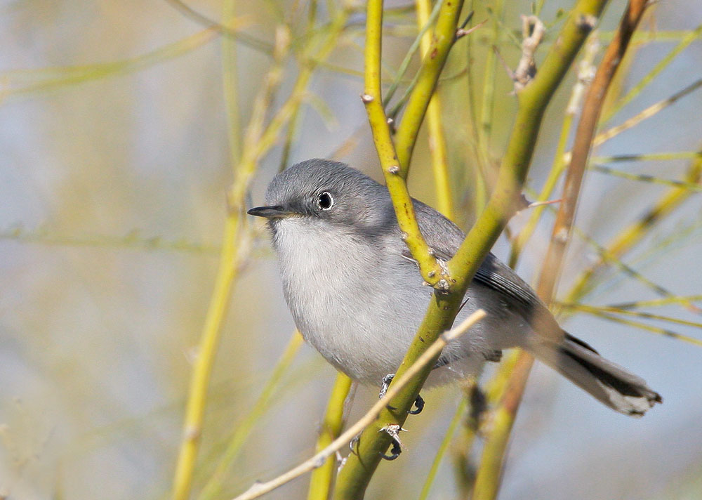 Blue-gray Gnatcatcher, 1/17/08, Salton Sea NWR Headquarters, Imperial Co