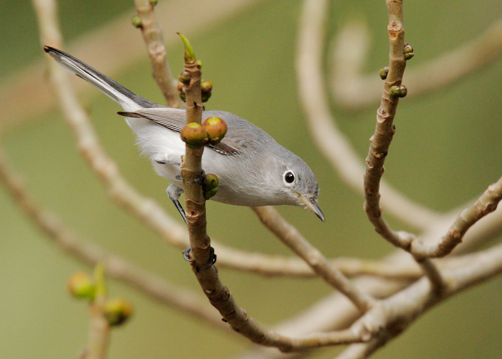 Blue-gray Gnatcatcher, 12/4/08, Boynton Beach, FL