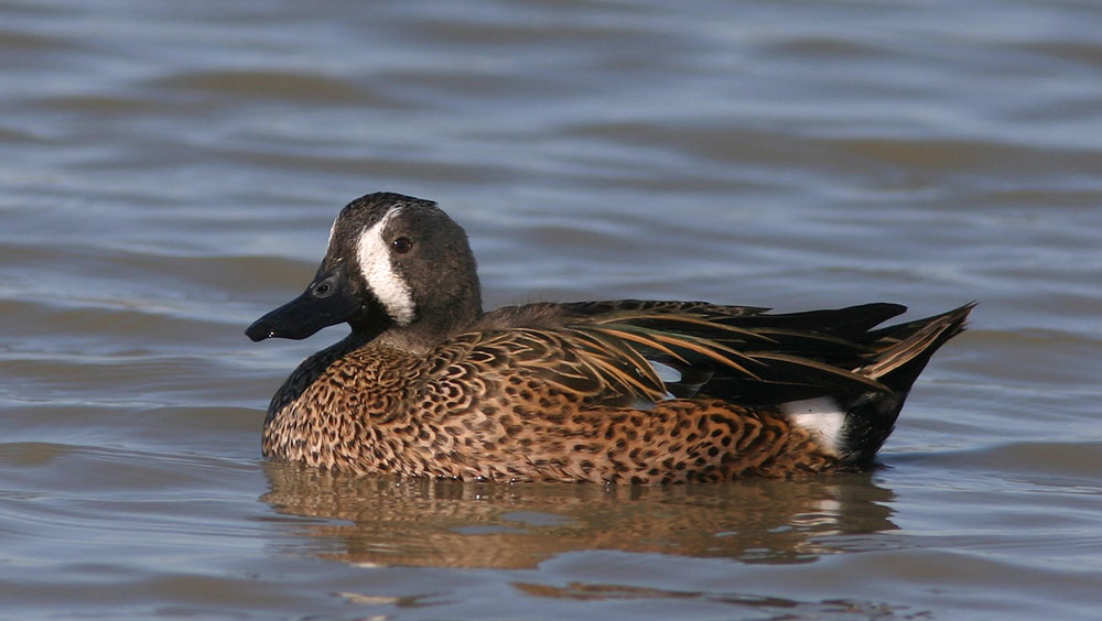 Blue-winged Teal, male, 10/31/04, Palo Alto Baylands