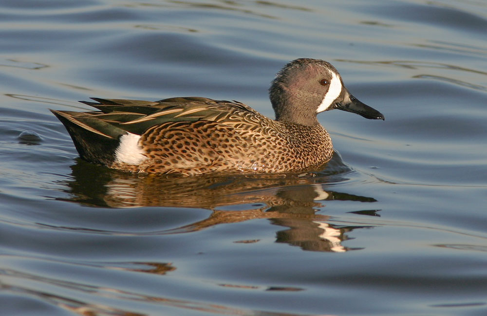 Blue-winged Teal, male, 12/18/04, Shollenberger Park, Petaluma, Sonoma Co