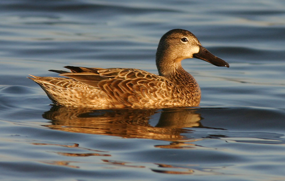 Blue-winged Teal, female, 12/18/04, Shollenberger Park, Petaluma, Sonoma Co