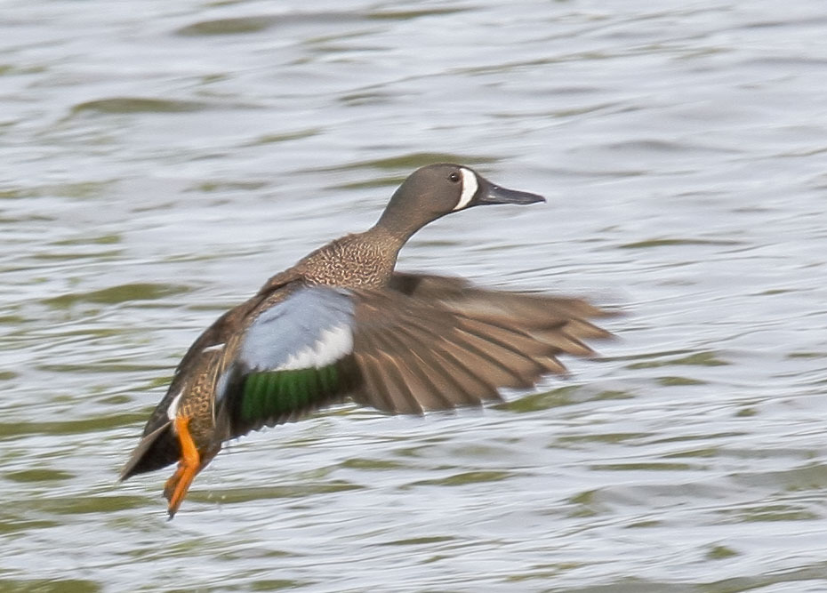 Blue-winged Teal, male flying, 4/15/08, Galileo Hill, Kern Co