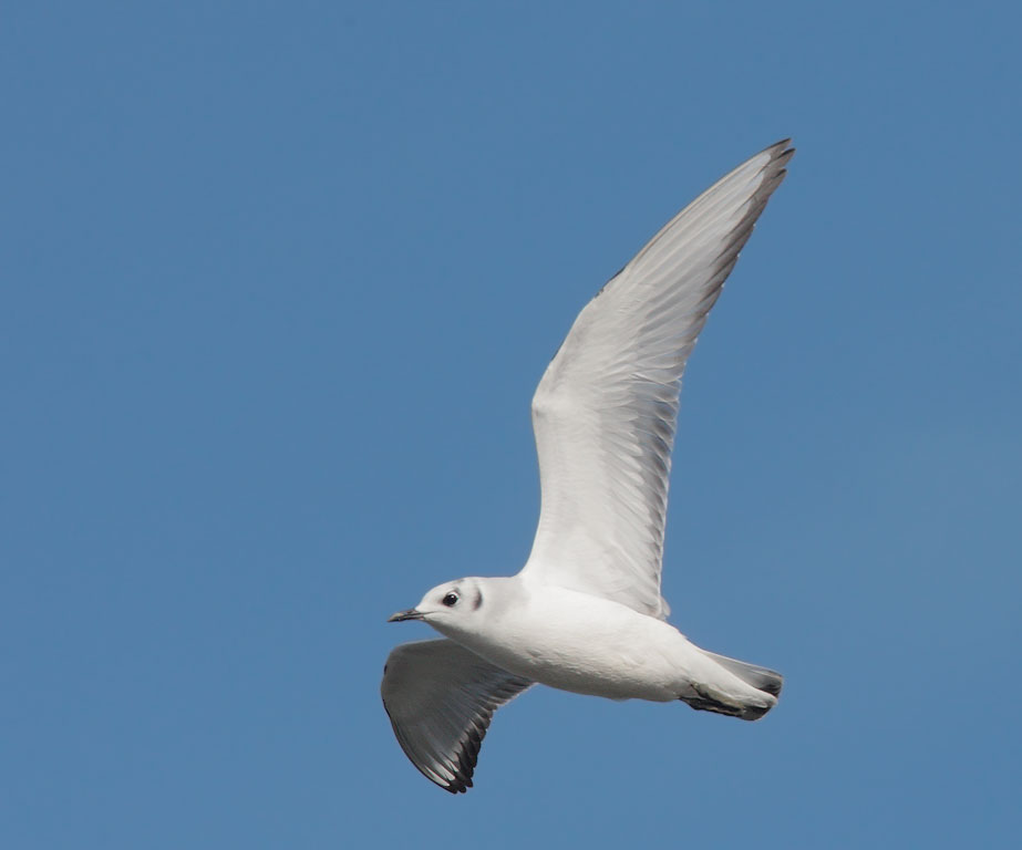 Bonaparte's Gull