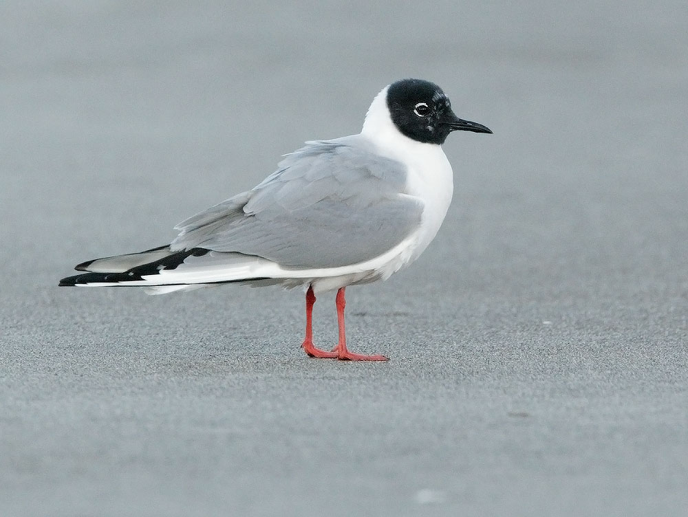 Bonaparte's Gull