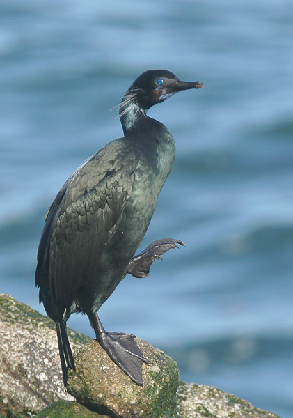 Brandt's Cormorant, 1/22/05, Pacific Grove shore, Monterey Co