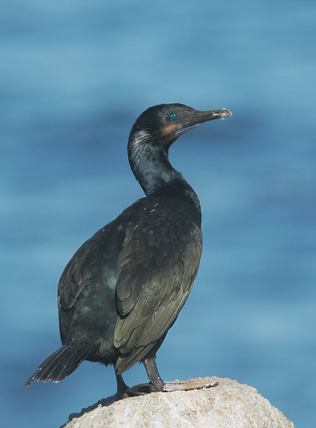Brandt's Cormorant, 1/22/05, Pacific Grove shore, Monterey Co