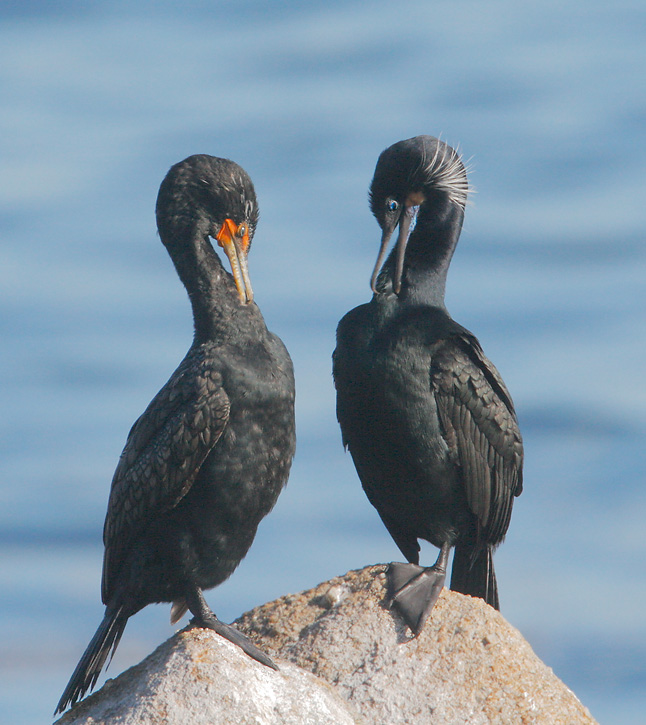 Brandt's and Double-crested Cormorants, breeding plumage, 3/28/07, Lover's Point, Pacific Grove, Monterey Co