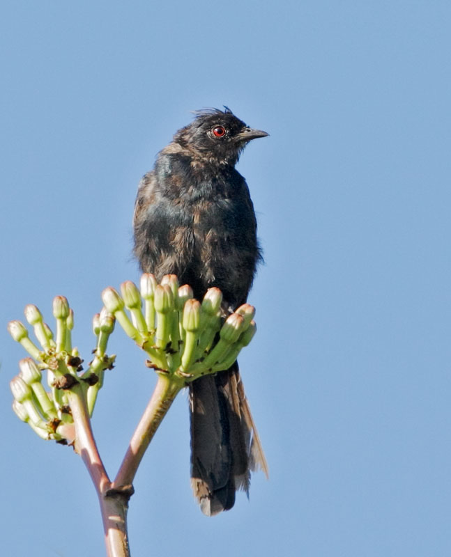 Bronzed Cowbird, male, 8/4/08, Ash Canyon, AZ