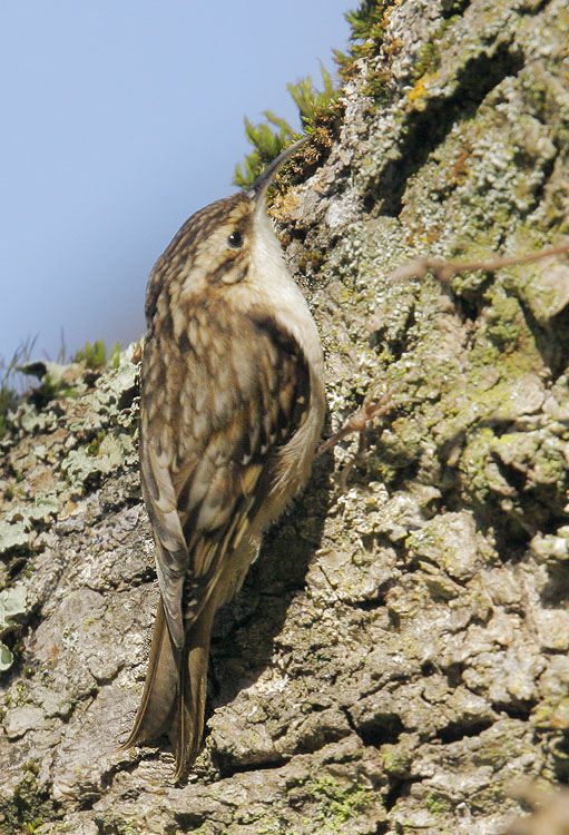 Brown Creeper, 2/5/08, Frenchman's Park, Stanford campus