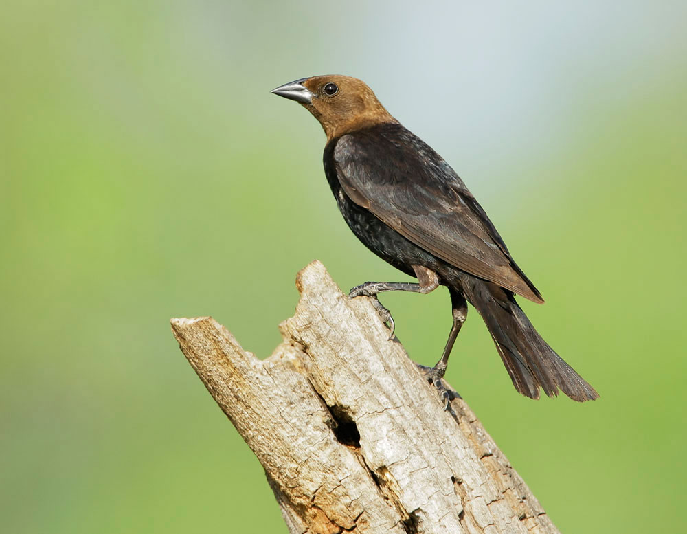 Brown-headed Cowbird, male, 8/3/08, Pond at Elephant Head, Chino Canyon, AZ
