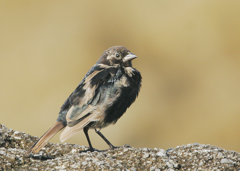 Brown-headed Cowbird, juvenile male molting to first winter, 9/23/06, Point Pinos, Pacific Grove, Monterey Co