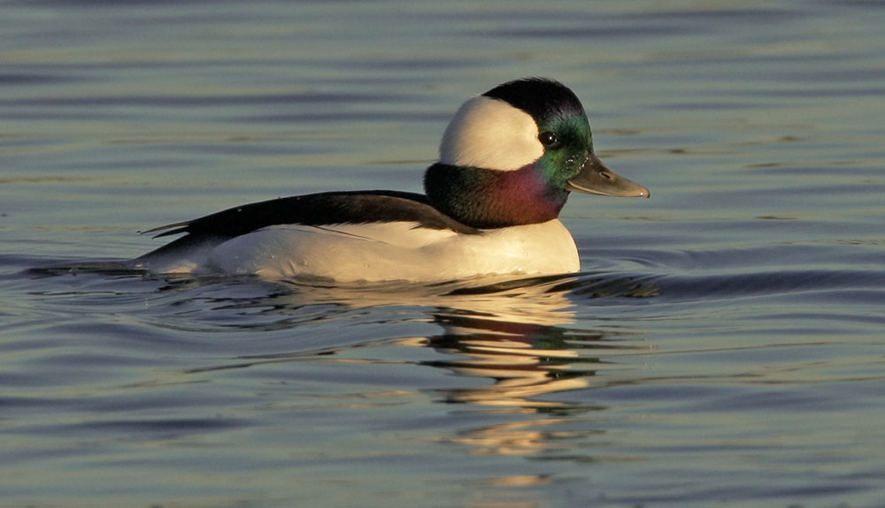 Bufflehead, male, 11/18/08, Shoreline Lake, Mountain View