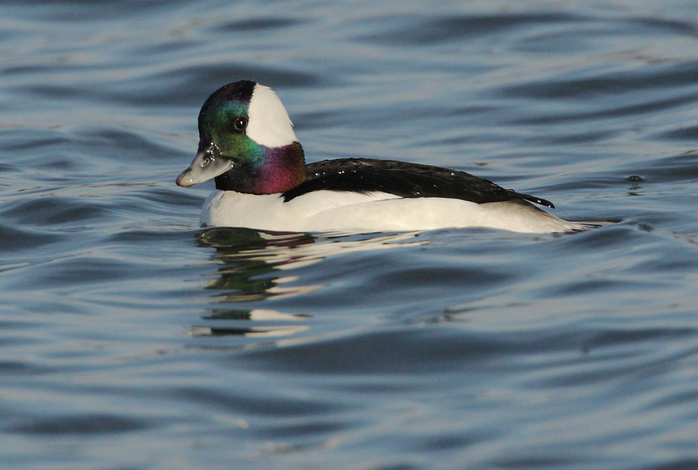 Bufflehead, male, 1/6/09, Shoreline Lake, Mountain View