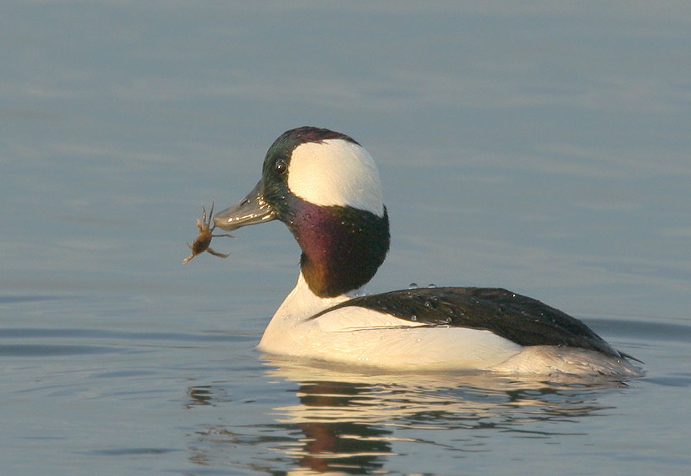 Bufflehead, male, 2/24/06, Moss Landing Harbor, Monterey Co
