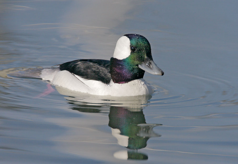 Bufflehead, male 1/13/08, Morro Bay Marina, San Luis Obispo Co