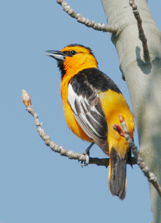 Bullock's Oriole, male, 4/6/07, Shoreline Park, Mountain View