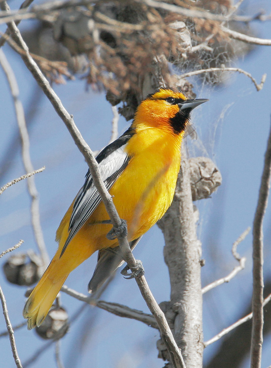 Bullock's Oriole, male, 4/6/07, Shoreline Park, Mountain View