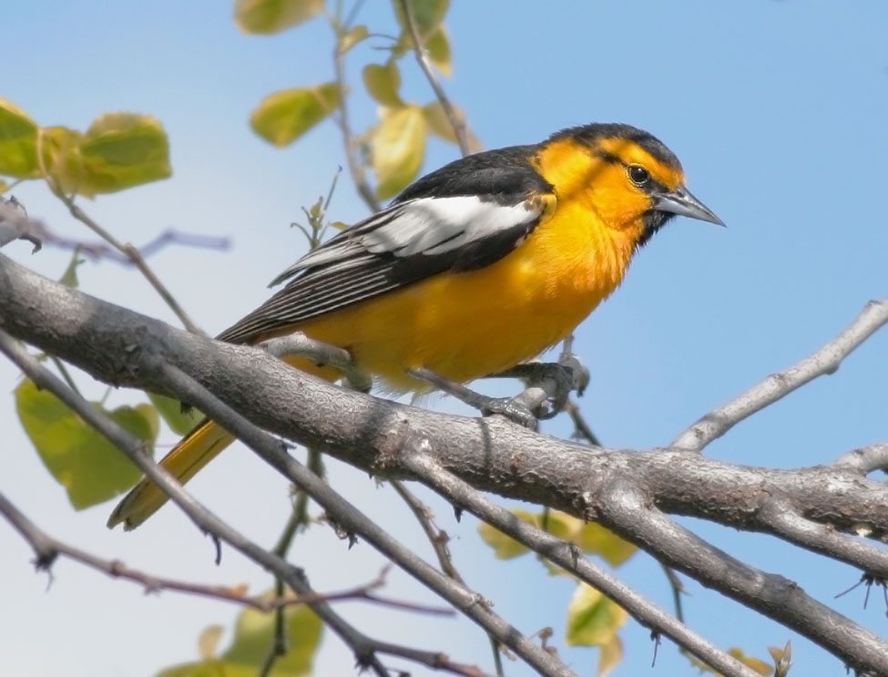 Bullock's Oriole, male, 4/22/07, Ed Levin Park