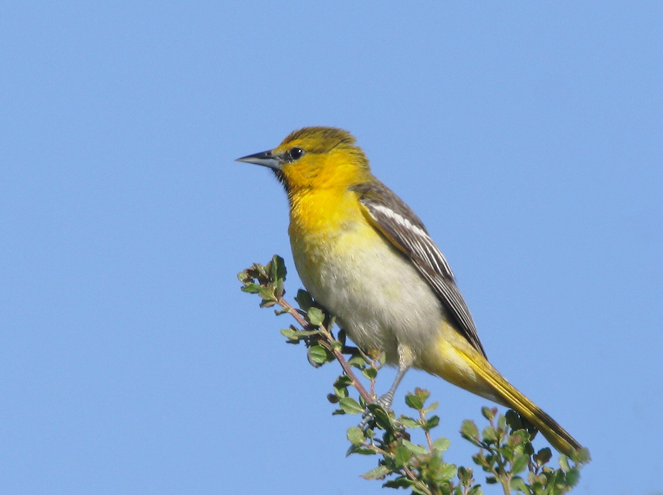 Bullock's Oriole,&nbsp; first-year male, 6/9/07, Arastradero Preserve