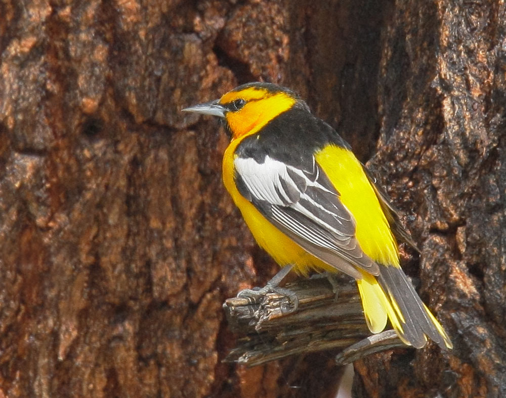Bullock's Oriole, male, 5/11/08, Ed Levin Park