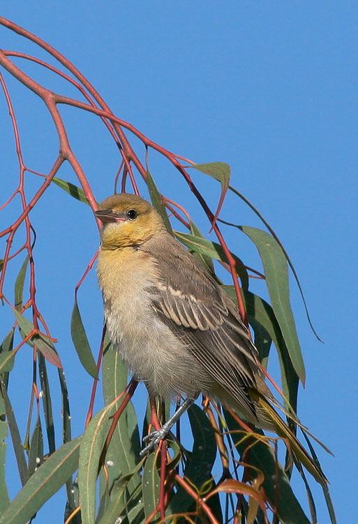 Bullock's Oriole, juvenile, 6/5/05, Ulistac Natural Area