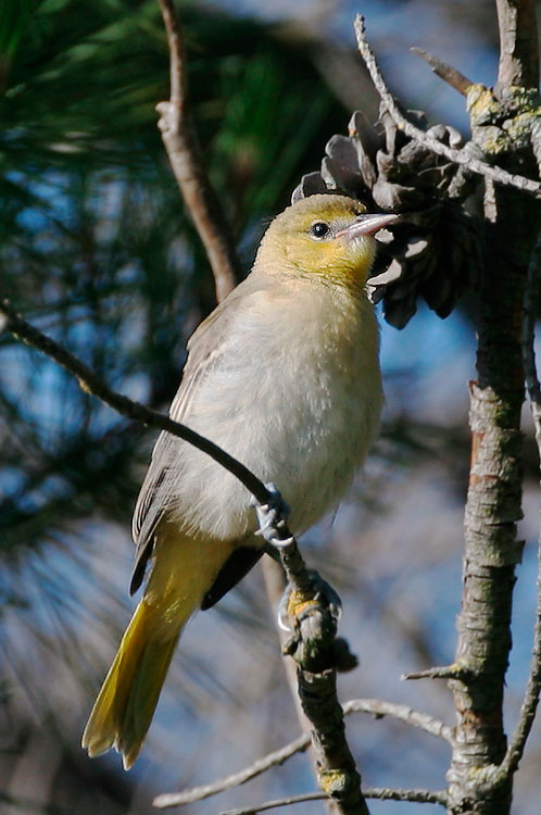 Bullock's Oriole, juvenile, 6/5/05, Ulistac Natural Area