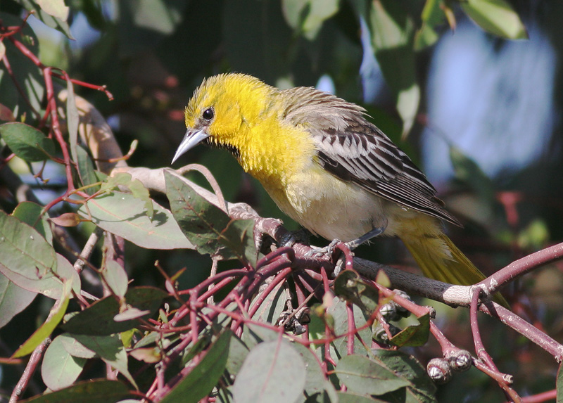 Bullock's Oriole, first summer male, 5/12/06, Byxbee Park