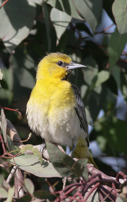 Bullock's Oriole, first summer male, 5/12/06, Byxbee Park