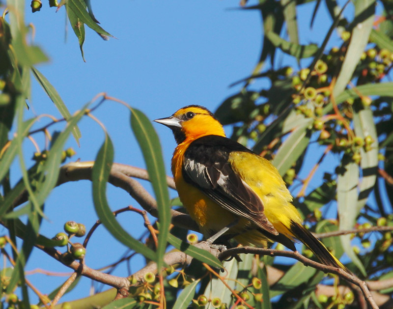 Bullock's Oriole, male, 6/17/06, Almaden Lake