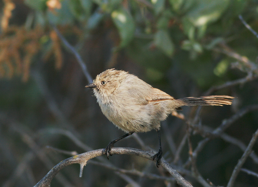Bushtit, female, 7/31/07, Palo Alto Baylands