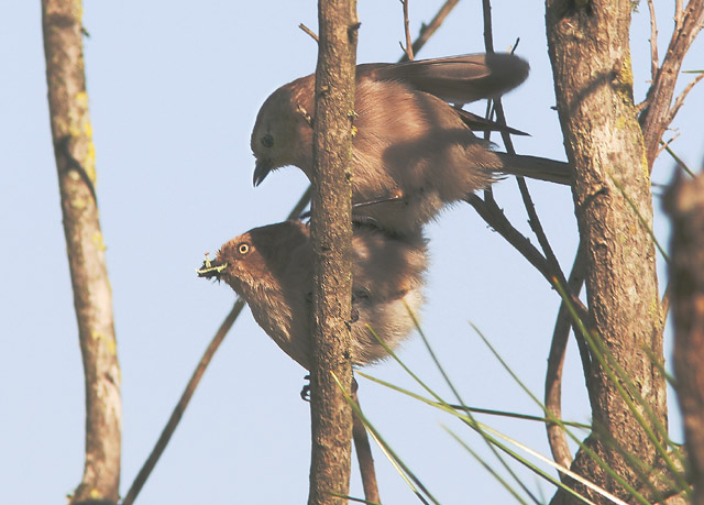 Bushtits, pair mating, 3/6/05, Shoreline Park, Mountain View